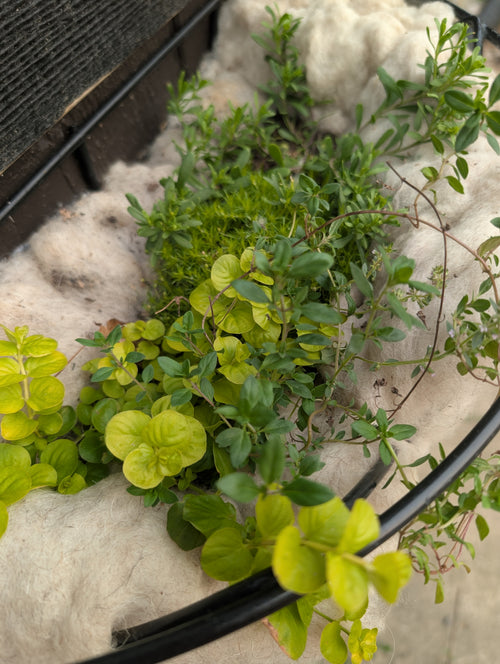 Washed Wool Garden Mulch