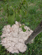 Washed Wool Garden Mulch