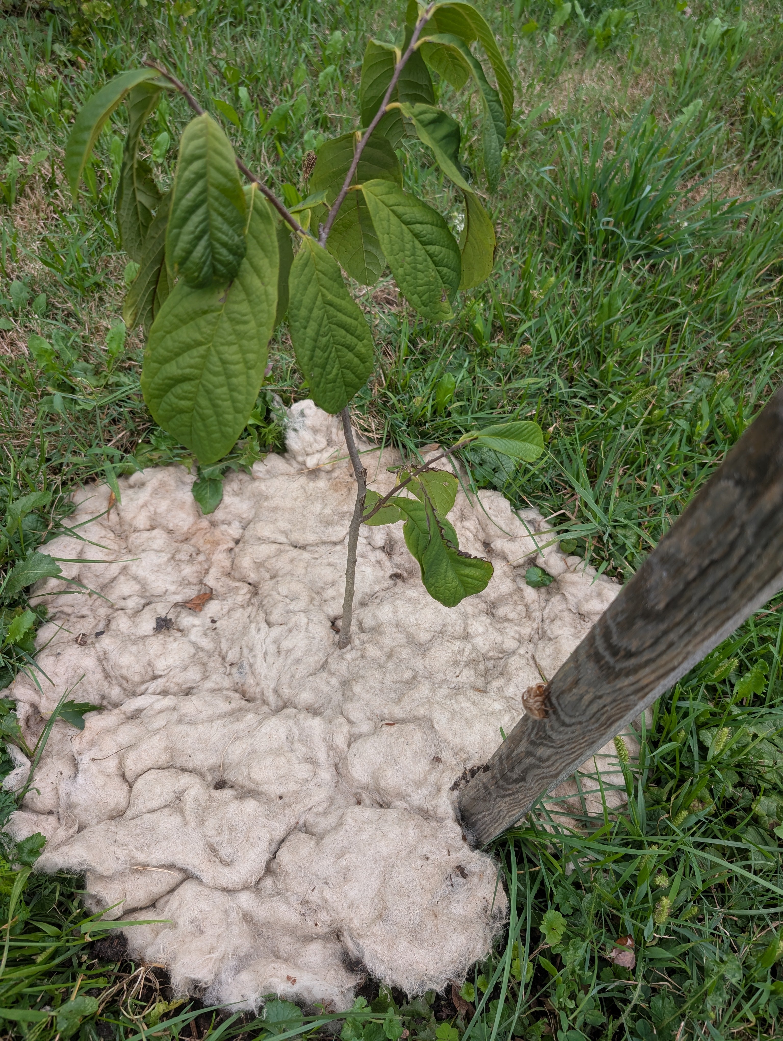 Washed Wool Garden Mulch