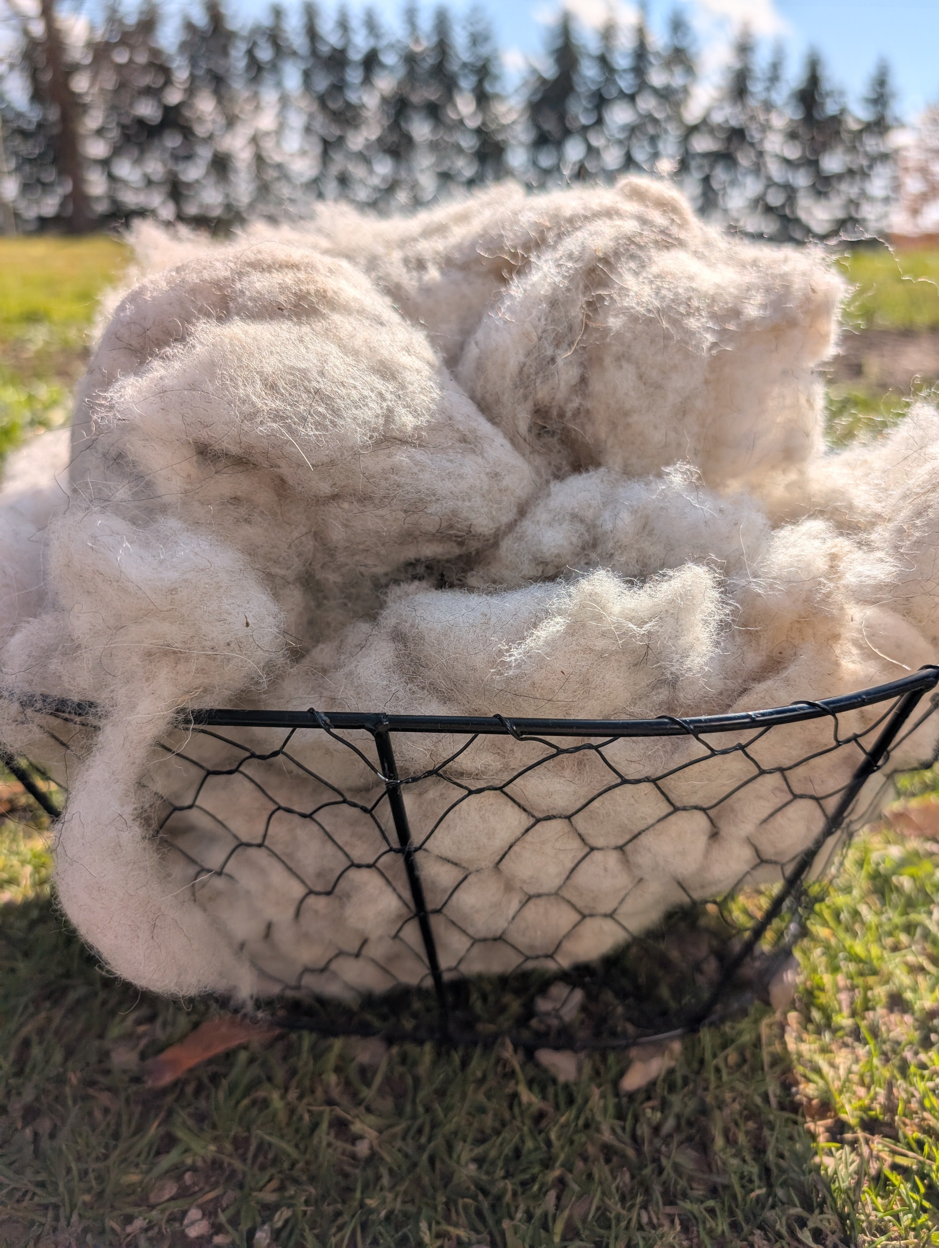 Washed Wool Garden Mulch