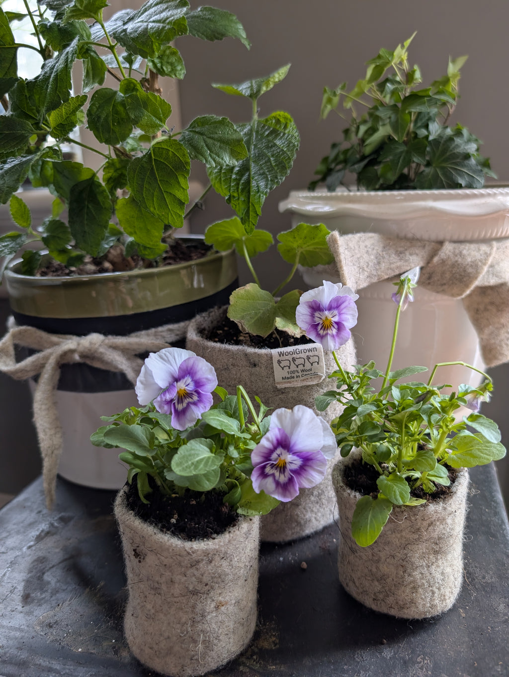 WoolGrown Pots Set of 3