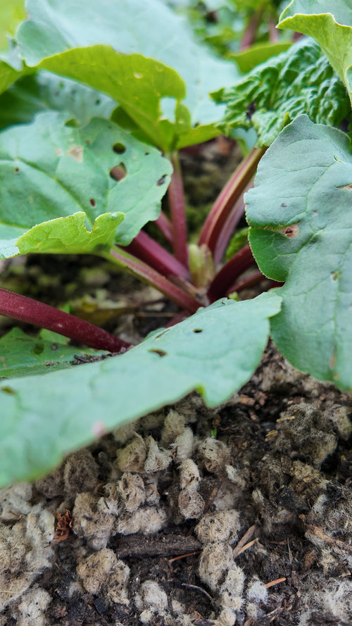 Wool Pellet Mulch 350g