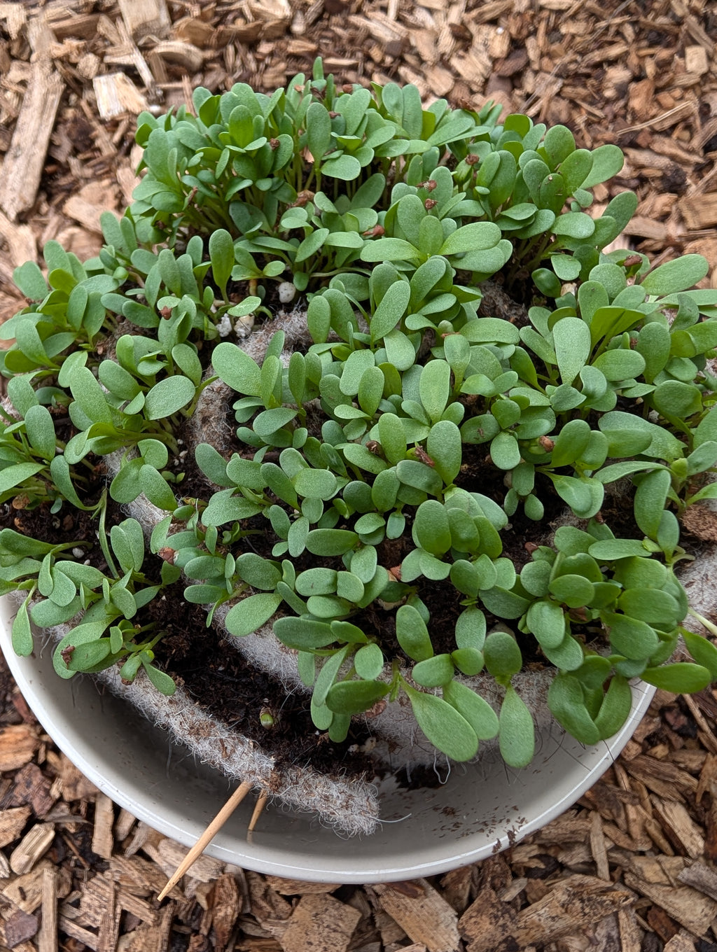 Seed Starting Wool Strips