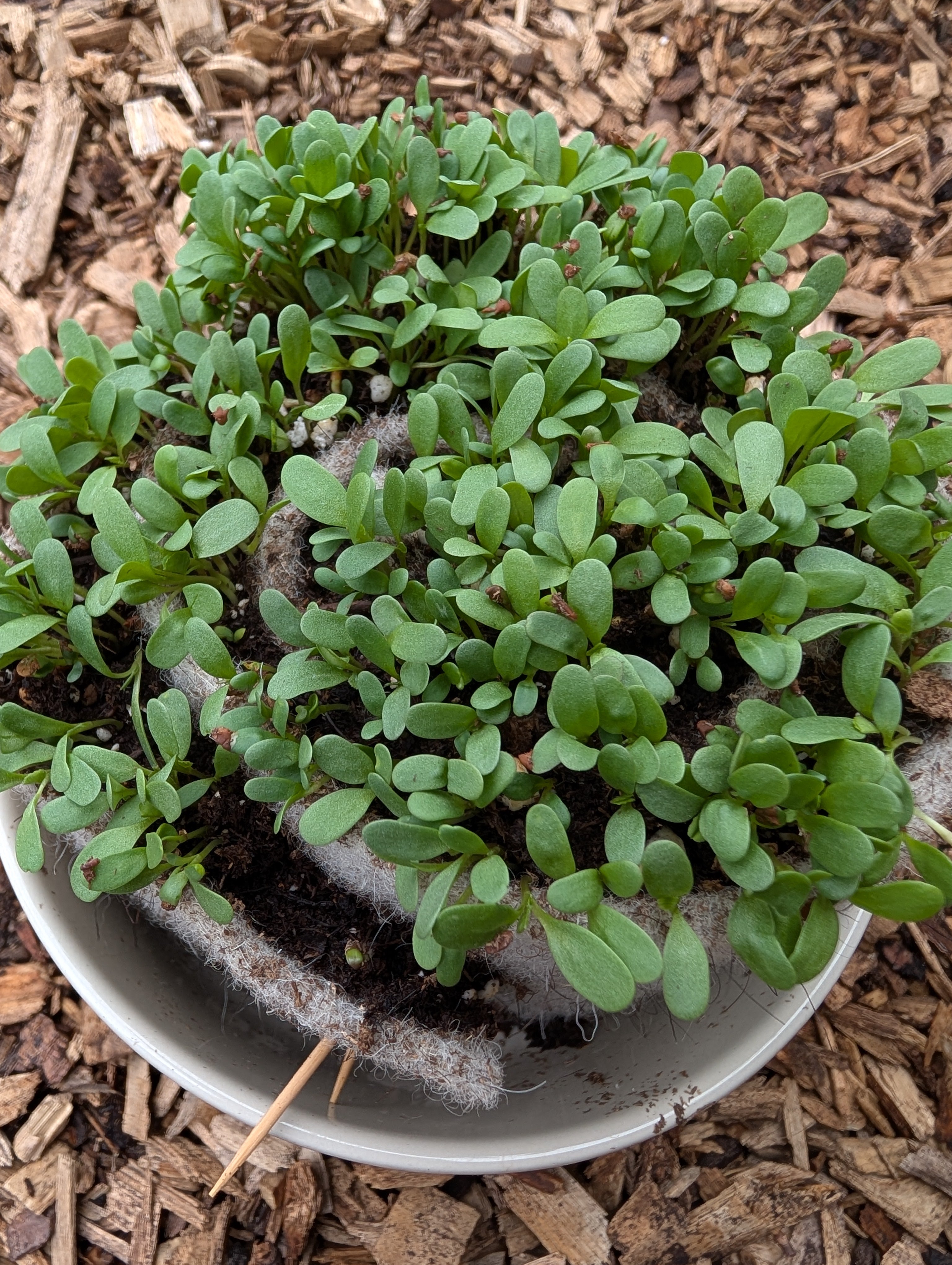 Seed Starting Wool Strips