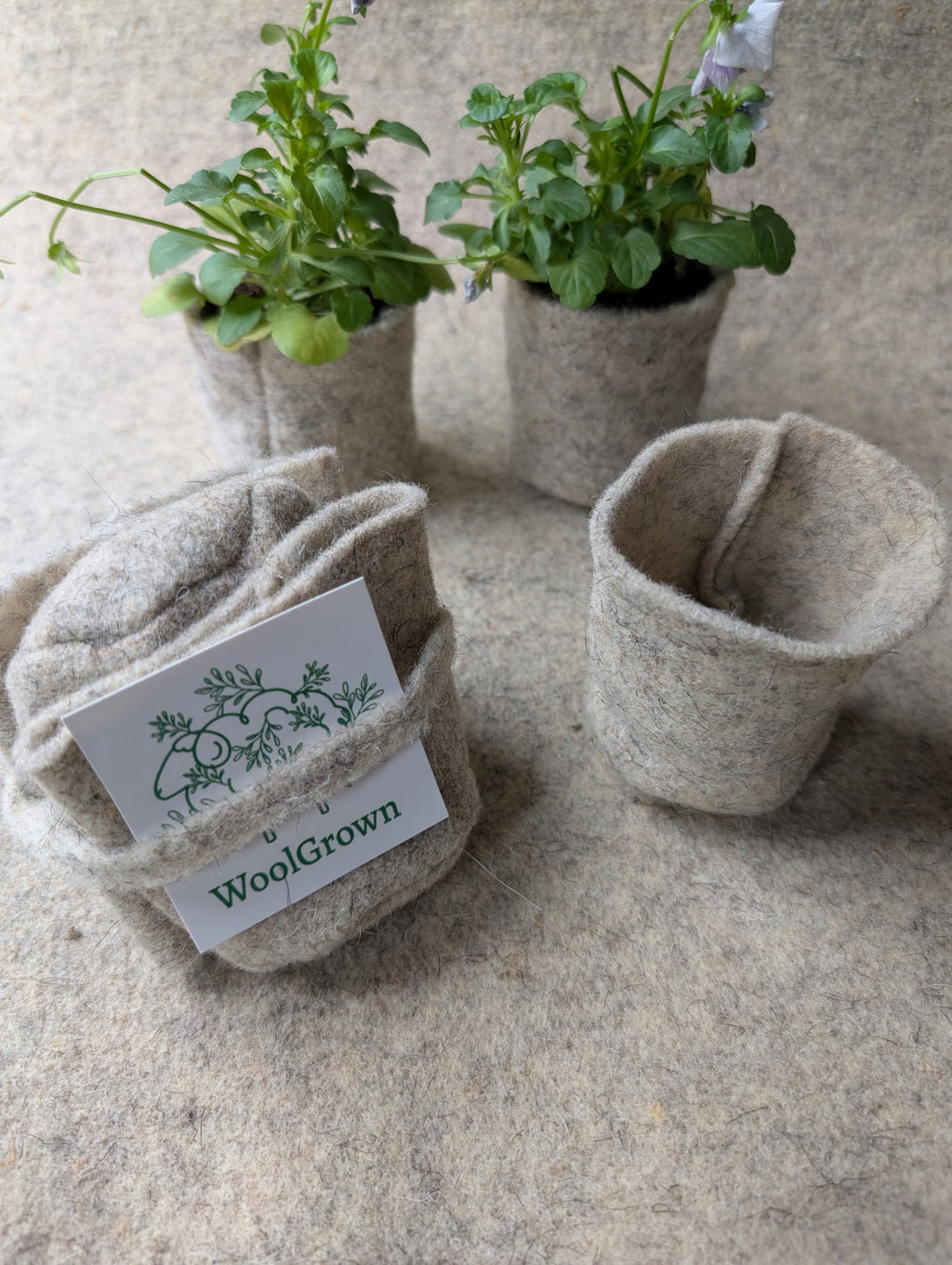 WoolGrown Pots Set of 3