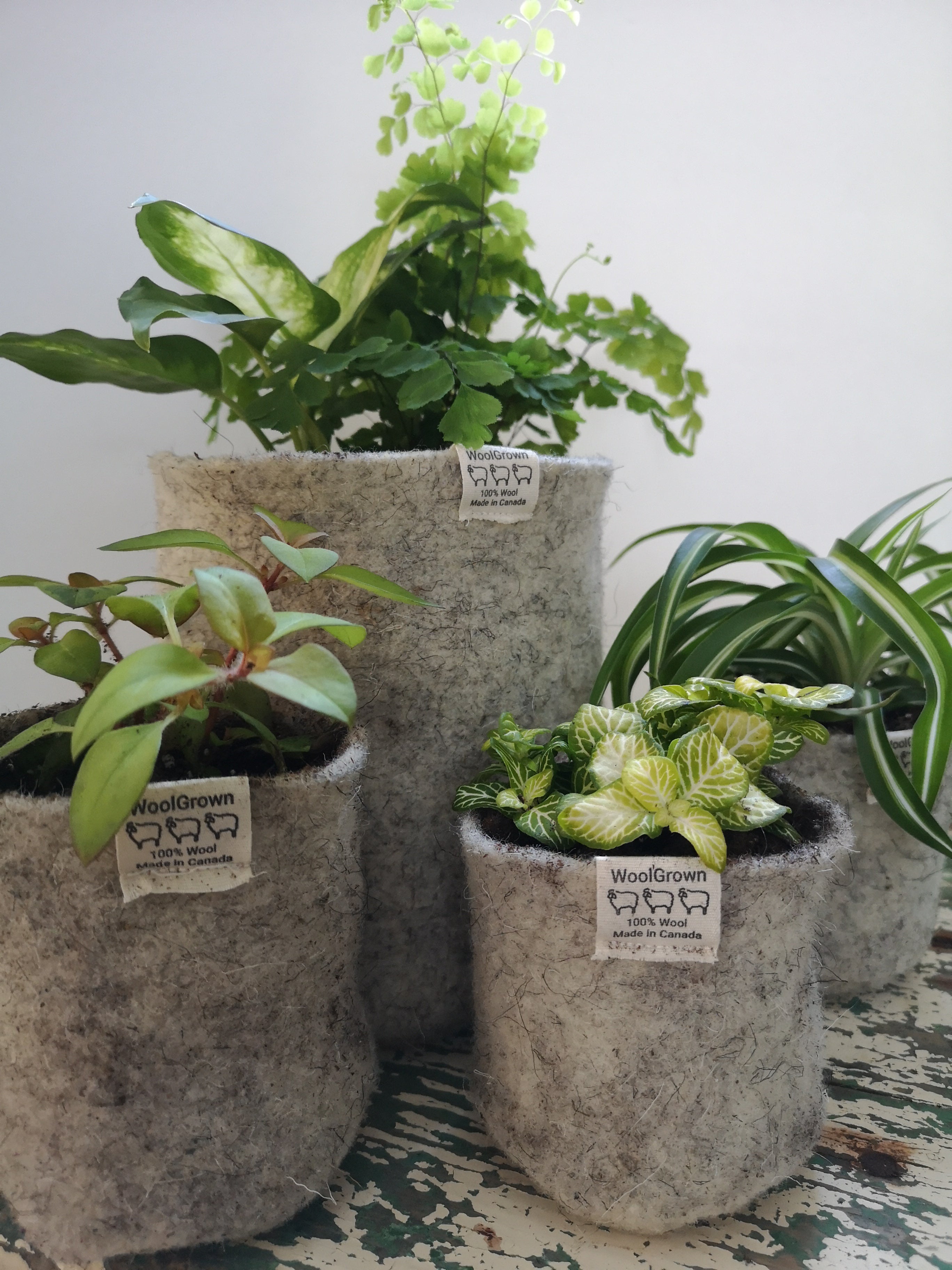canada plant pots WoolGrown Pots